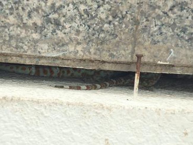 敷地内のお土産屋さんの入り口で、<br />珍しいトカゲがいるよと教えて頂いて、<br />写真に撮ってみました。<br />カラフルな模様が！