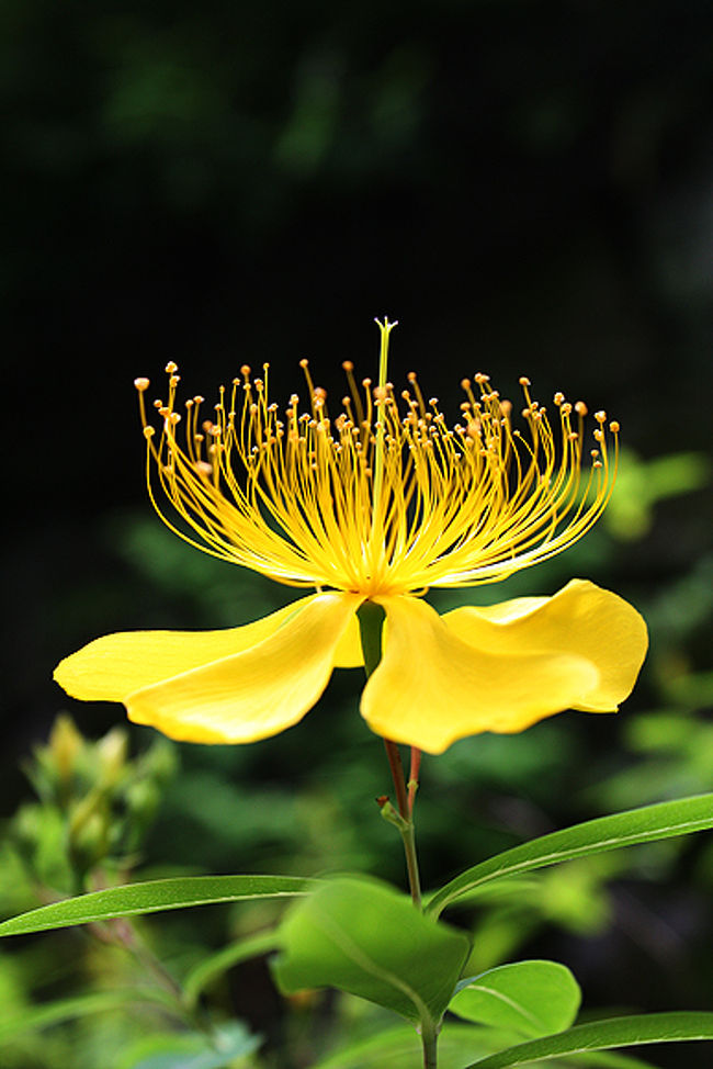 横から見ると、糸のように細くて長い<br /><br />雄蕊が作り出す曲線の美しさにやられたの。<br /><br /><br />「浄智寺」で見たキンシバイ(金糸梅)も<br /><br />花弁は真っ黄色で５枚で同じ仲間らしいですが、<br /><br />印象はかなり違いますよね。<br /><br /><br />だけど、ビョウヤナギ(未央柳)って、まったく<br /><br />柳に見えませんが、どういう事？！<br /><br /><br />★花言葉・・・気高さ、きらめき<br /><br />これは、まさにピッタリな花言葉！<br /><br />花好京人さんから柳の仲間ではなく<br />オトギリソウ科オトギリソウ属の半落葉低木だと<br />教えて頂きました。<br />感謝！