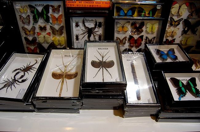 ターミナル内のお土産屋さんにて。<br /><br />ボルネオ島の昆虫の標本。<br />巨大ムカデの標本もありました〜。