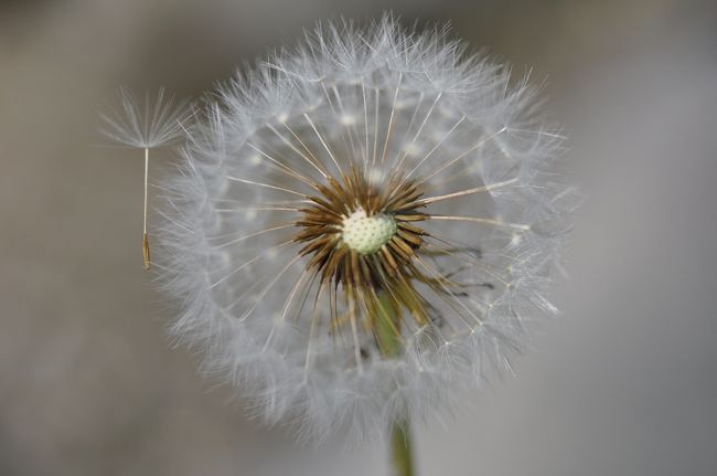 Nikon D90<br /><br />レンズ： 90mm F/2.8 G<br />露出モード： 絞り優先オート<br />測光モード： マルチパターン測光<br />1/1250 秒 - F/4<br />露出補正： -0.3 EV<br />感度： ISO 200