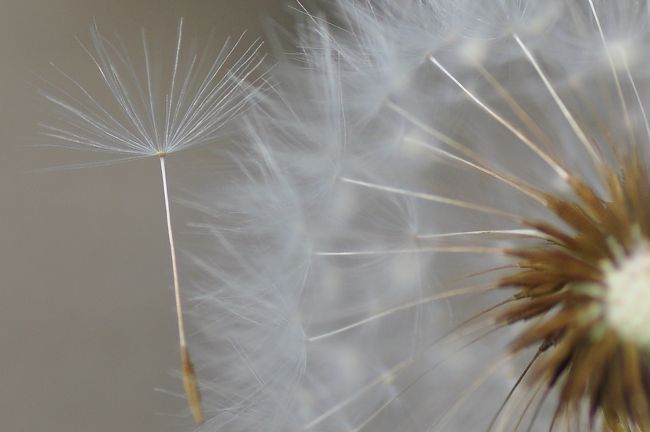 Nikon D90<br /><br />レンズ： 90mm F/2.8 G<br />焦点距離： 90mm<br />露出モード： 絞り優先オート<br />測光モード： マルチパターン測光<br />1/1000 秒 - F/4<br />露出補正： -0.3 EV<br />感度： ISO 200