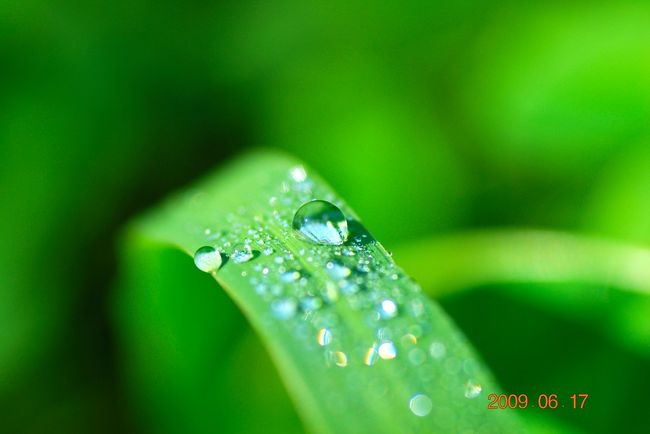 Nikon D60<br /><br />レンズ： 90mm F/2.8 G<br />焦点距離： 90mm<br />露出モード： 絞り優先オート<br />測光モード： 中央部重点測光<br />1/1000 秒 - F/4.5<br />露出補正： 0 EV<br />感度： ISO 200