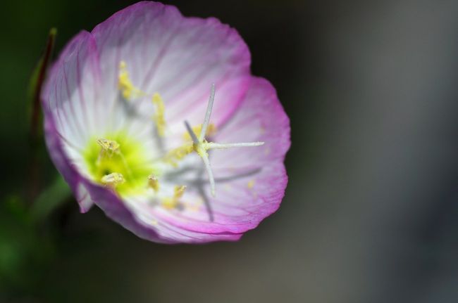 Nikon D90<br /><br />レンズ： 90mm F/2.8 G<br />焦点距離： 90mm<br />露出モード： 絞り優先オート<br />測光モード： 中央部重点測光<br />1/3200 秒 - F/4<br />露出補正： -0.7 EV<br />感度： 200