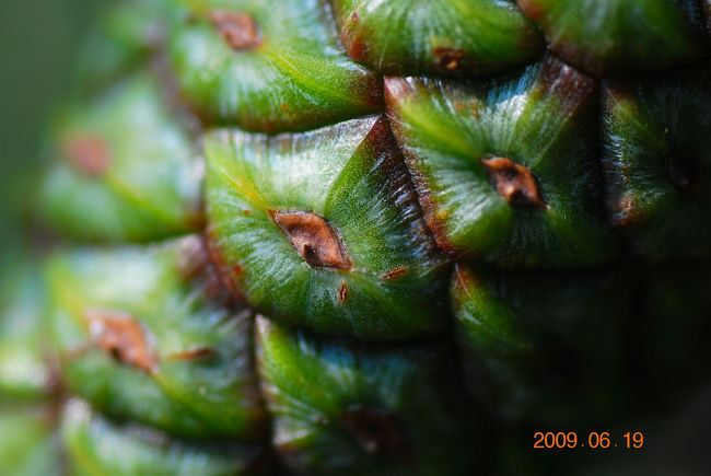 Nikon D60<br /><br />レンズ： 90mm F/2.8 G<br />焦点距離： 90mm<br />露出モード： プログラムオート<br />測光モード： 中央部重点測光<br />1/320 秒 - F/5<br />露出補正： -0.3 EV<br />感度： ISO 100