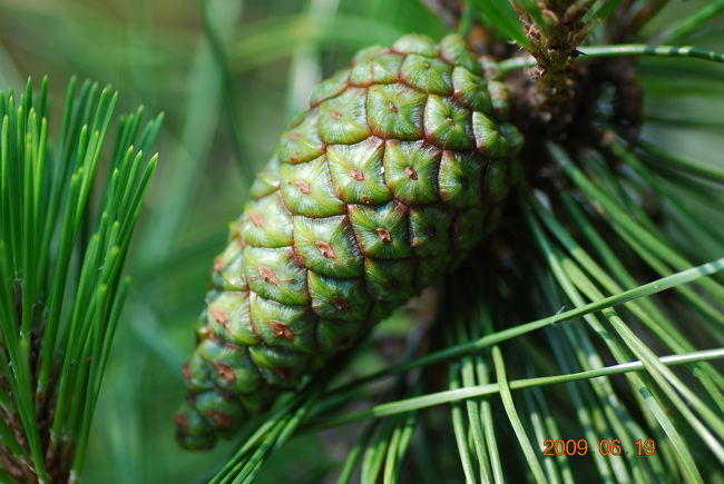 Nikon D60<br /><br />レンズ： 90mm F/2.8 G<br />焦点距離： 90mm<br />露出モード： プログラムオート<br />測光モード： 中央部重点測光<br />1/320 秒 - F/4.5<br />露出補正： -0.3 EV<br />感度： ISO 100