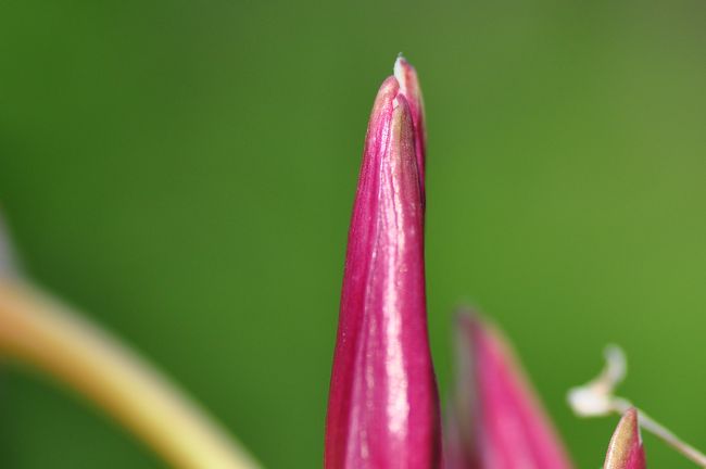 Nikon D90<br /><br />レンズ： 90mm F/2.8 G<br />焦点距離： 90mm<br />露出モード： 絞り優先オート<br />測光モード： マルチパターン測光<br />1/2000 秒 - F/4<br />露出補正： -0.3 EV<br />感度： ISO 200