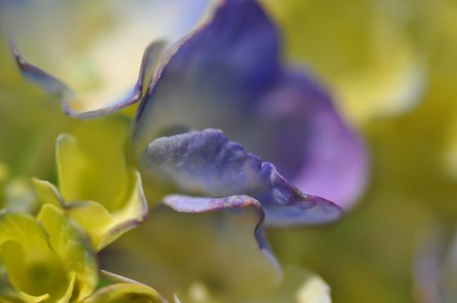 Nikon D90<br /><br />レンズ： 90mm F/2.8 G<br />焦点距離： 90mm<br />露出モード： 絞り優先オート<br />測光モード： 中央部重点測光<br />1/1250 秒 - F/5.6<br />露出補正： -0.7 EV<br />感度： ISO 200