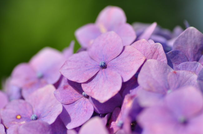 Nikon D90<br /><br />レンズ： 90mm F/2.8 G<br />焦点距離： 90mm<br />露出モード： 絞り優先オート<br />測光モード： マルチパターン測光<br />1/2500 秒 - F/4<br />露出補正： -0.3 EV<br />感度： ISO 200