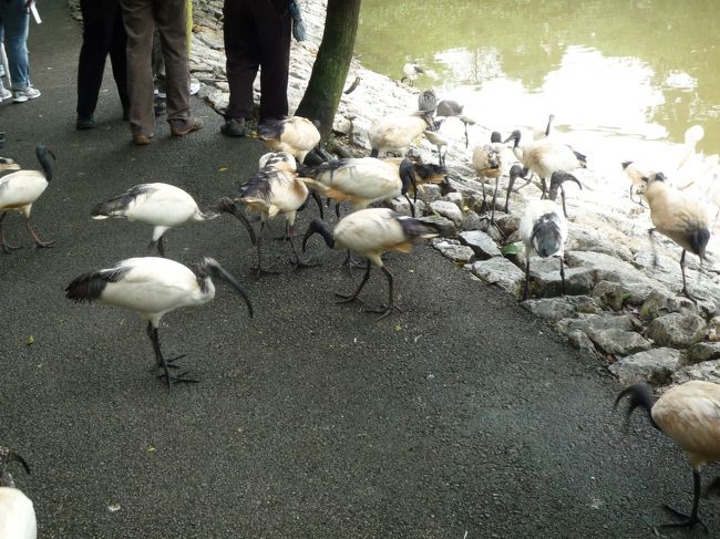 動物園というよりも鳥園。