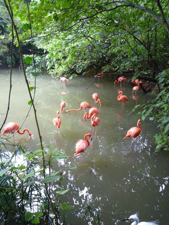 鳥が近すぎて怖い。