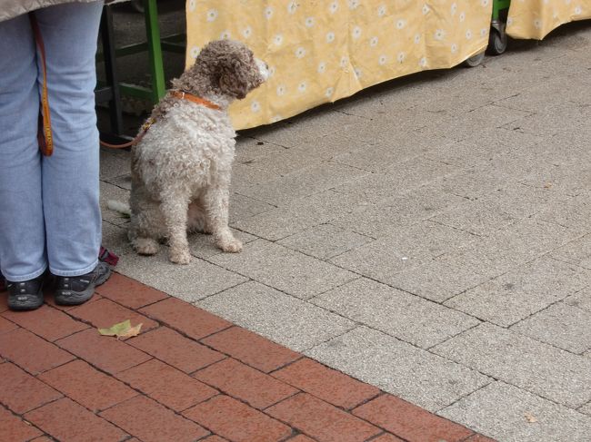 朝の街、散策。<br /><br />くるくるヘアーの子が、<br />はやり？<br /><br />