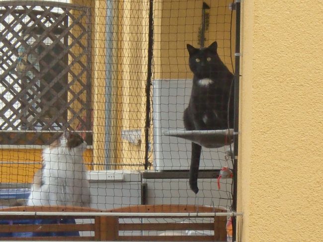 去年泊まったホテルのほうへ、<br />向かってみると、<br />こんな子達が。。