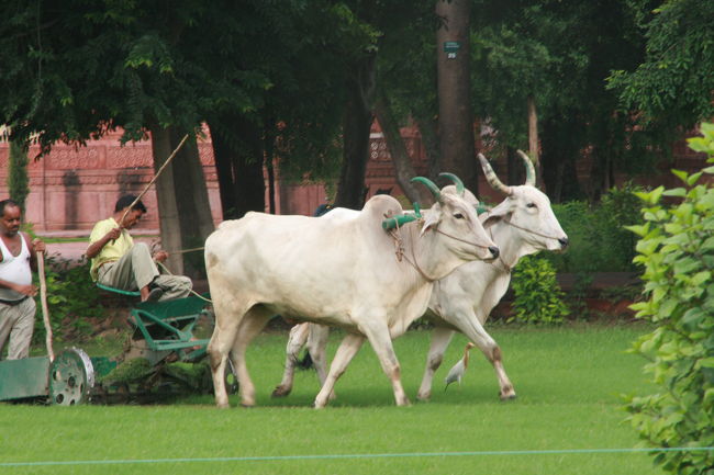 ここアーグラでは　今もなお牛さんの力で芝が手入れされていた。<br />この牛達の表情を私はどう受け止めたらいいのか分からなかった。しかしインドの牛はこんな表情をよくしていた気がする。
