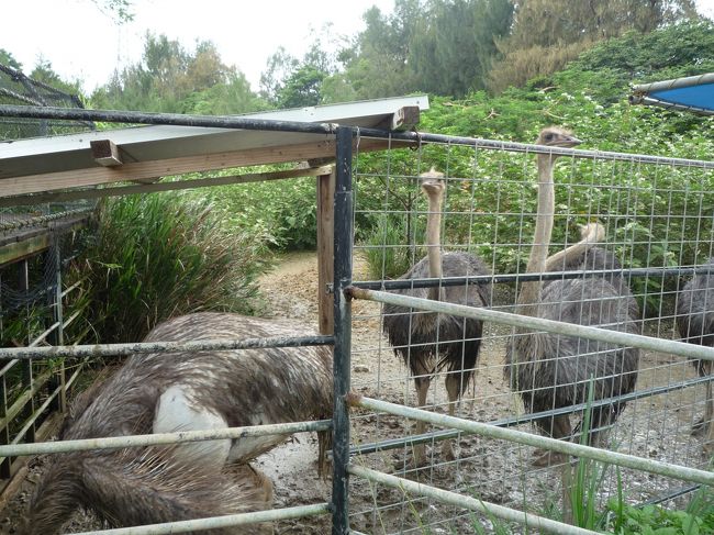 だちょうなんかもいます、<br />一周歩いてまわっていい運動でした。<br />