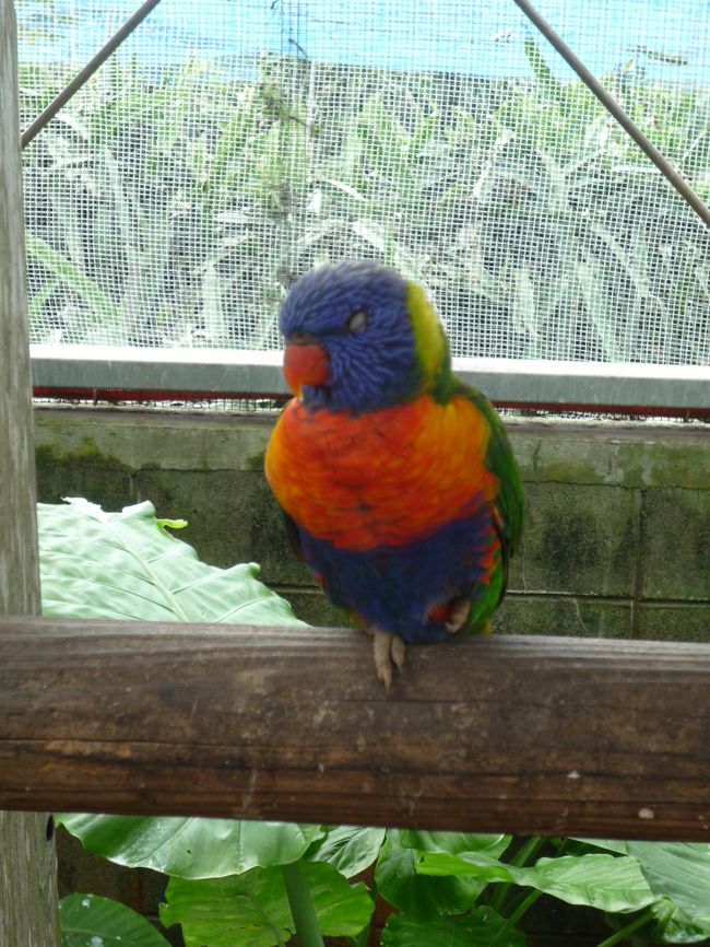 また鳥か…<br />