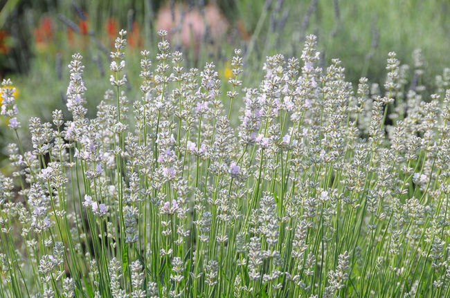 白いラベンダー