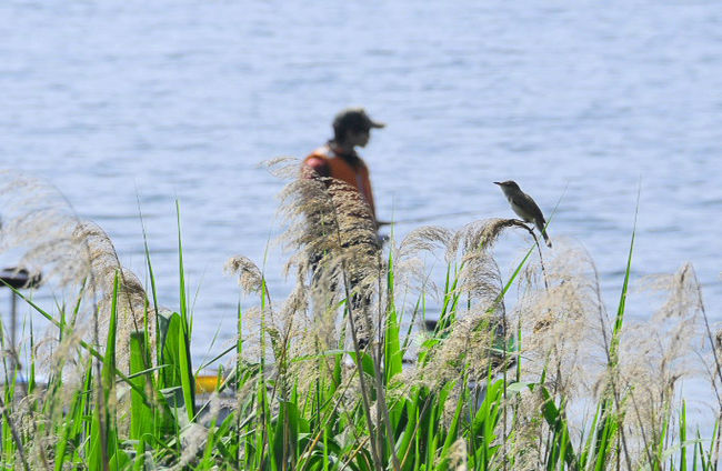 ヨシキリが騒がしく鳴いて