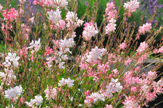 白鳥草の花も綺麗