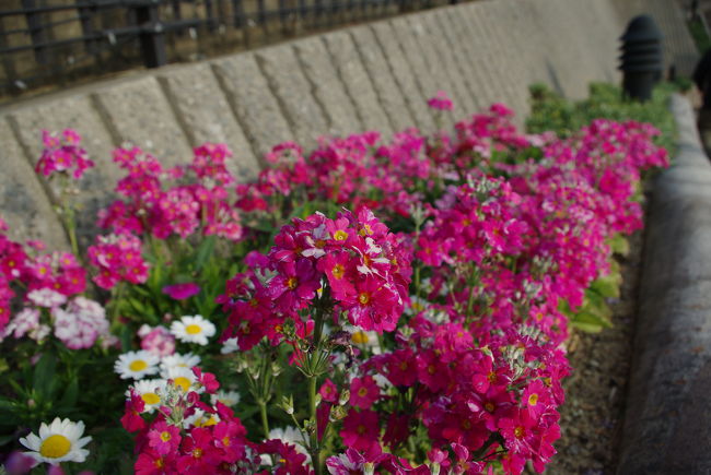 グラバー園の花々・植物　その１