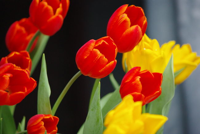 グラバー園の花々・植物　その２<br /><br />春はチューリップもきれいです！