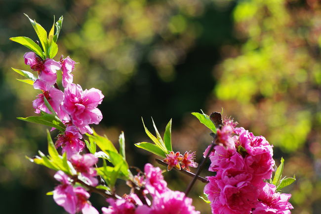 大浦天主堂の桃の花。やっぱ、春先は花がきれい！<br /><br />（この写真は09.3.16に撮影） 