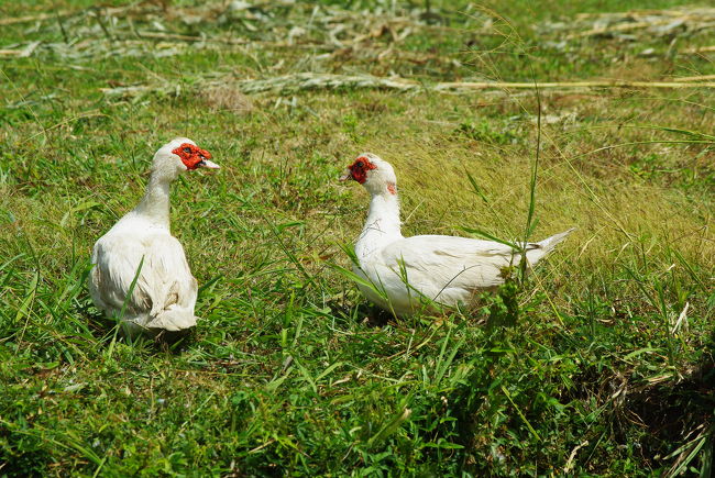 川沿いの牧草地に接近すると、ガチョウが寄ってきました！<br /><br />ってか、これってガチョウなの？