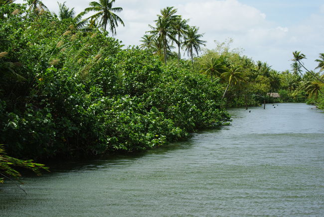 道なき（←あたりまえ）ジャングルですが、意外にも虫はいません。