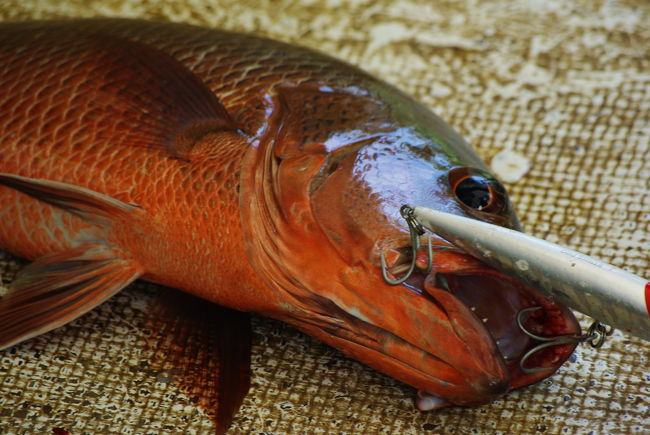 川を遡る間中、船長は操舵を若者に任せ、自らはルアーフィッシングをやってました。<br /><br />釣れるのか？って思ってたら・・・<br /><br />ヒット！！ヒット！！<br /><br />って・・・デカ！！<br /><br />今日の俺のランチだ！（船長）