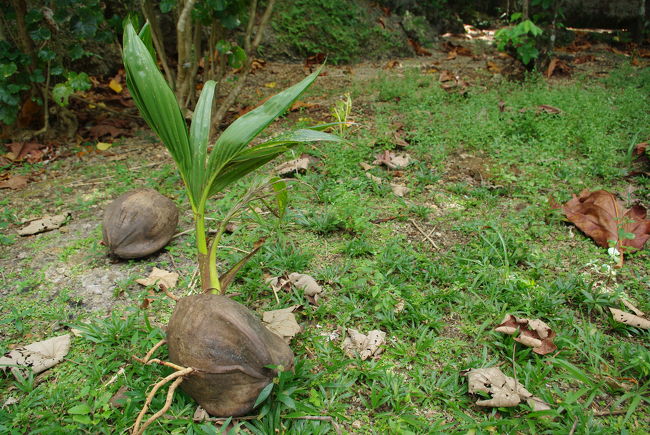 さんさんと降り注ぐ南国の太陽。<br /><br />グアムは帽子＋日焼け止め必須です！