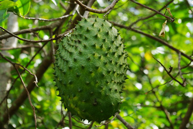 山道の途中で発見！　ドリアンの一種だそうです。