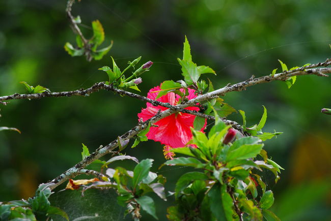 南の島は、なんだか「色」が好きです。