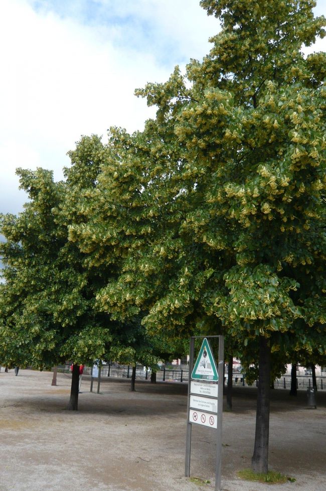 門の前はウンター　デン　リンデンと言う大通り。　リンデン（西洋菩提樹）の並木が続き、