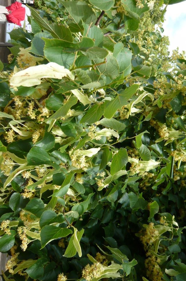 小さな淡い黄色の花が満開、ハーブティーにも利用される。　爽やかな季節。