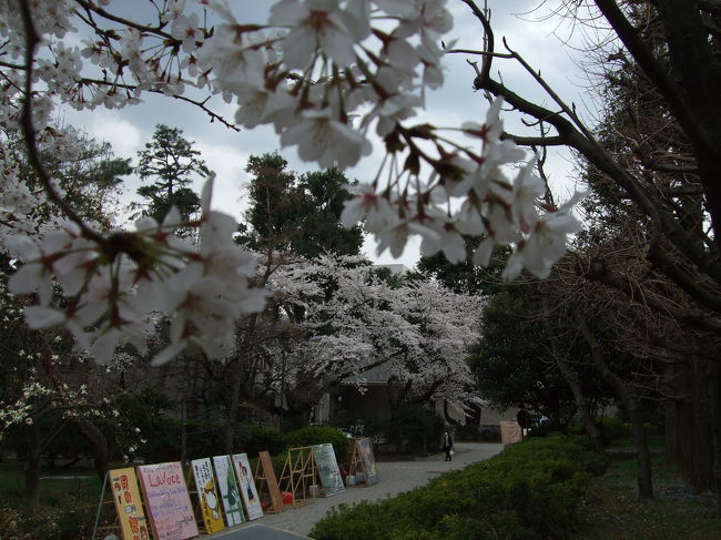 3月29日、一号館脇。<br /><br />4月1日・2日は、新入生が手続きにやってきます。大学内の部活やサークルも、一人でも多くの新入生を獲得しようと新歓合戦。看板も数え切れぬほど立ちます。