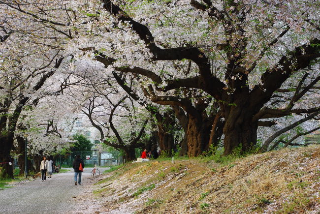 4月8日、ラグビー場横。<br /><br />いよいよ新学期の授業が始まります。<br /><br />キャンパスのあちらこちらに桜吹雪が舞いますが、入ったばかりで右も左もわからない新入生たちに、桜を楽しむ余裕はないでしょうか・・・。