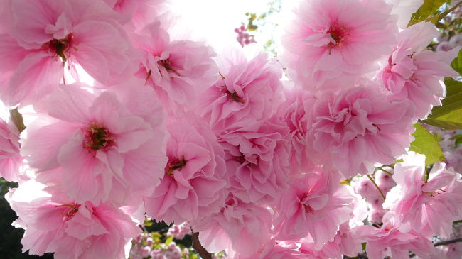 4月16日、一号館前。<br /><br />他の桜にやや遅れて、八重桜が満開を迎えます。<br /><br />この八重桜、学生たちの目に触れやすい、正門を入ってすぐの一号館前にあるため、その迫力に時々足を止める学生の姿も・・・。