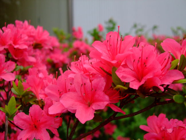 4月24日、18号館脇。<br /><br />５月を前に、つつじが満開！