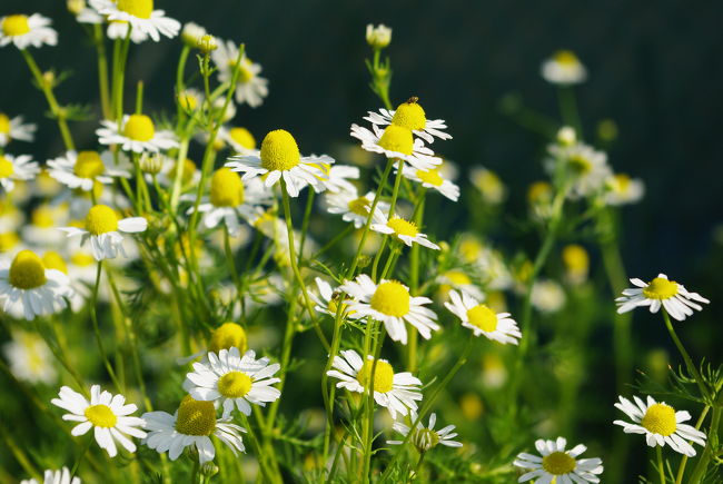 5月1日、正門前。<br /><br />なんていう花でしょうか？　足元に群生する雑草みたいな花ですが・・・きれいだったので、つい・・・。