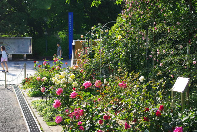 5月14日、正門脇。<br /><br />正門を入る少し前の右手に「駒場バラの小径」と呼ばれるバラの花壇があります。<br /><br />春から夏にかけて、美しい薔薇が見られますよ！