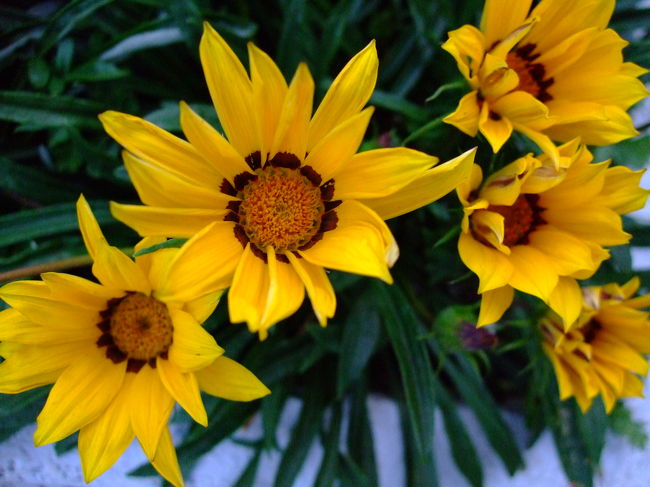 7月15日、正門前。<br /><br />駒場東大前駅から降りたところ・正門前の花壇にはいつもきれいな花が咲いています。誰が世話をしているのでしょうか・・・。