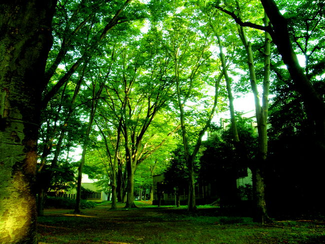 8月3日、900番講堂脇。<br /><br />パイプオルガンがある、駒場で一番大きい教室・900番講堂。その脇には木々が鬱蒼と茂っていて、夏でも涼しい風が吹きます。<br /><br />大学は夏休みが始まり、学生の姿はまばらです。