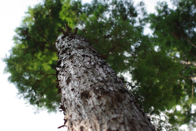 10月4日、博物館脇の茂み。<br /><br />大学の冬学期が始まりました。もうだいぶ日差しも穏やかです。