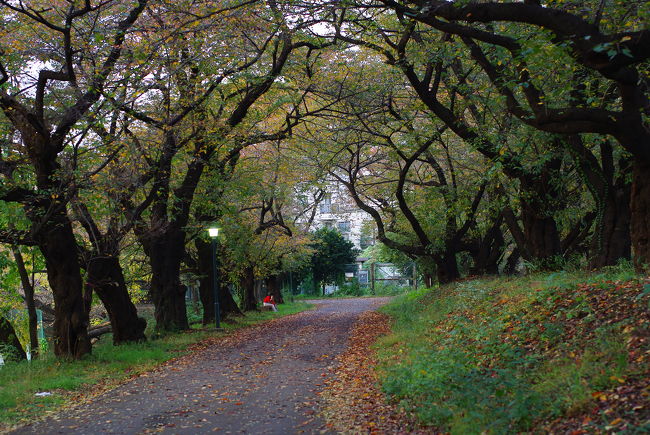 11月17日、ラグビー場脇。<br /><br />4月8日の写真と同じ場所です。すっかり晩秋の風が吹いています。