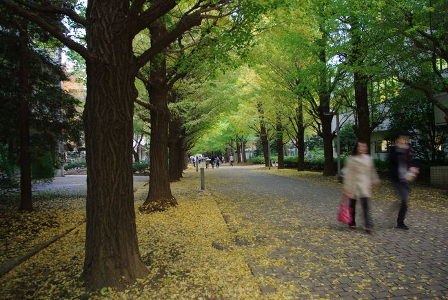 11月17日、6号館前。<br /><br />駒場のメインストリートである銀杏並木も、少しずつ色づいてきました。