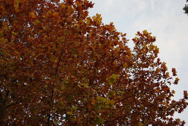 11月17日、パンショップ前。<br /><br />銀杏より一足早く、すっかり色づいている木々もあります。