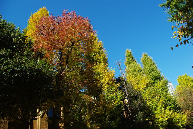 11月21日、1号館脇。<br /><br />学生たちは、勉強そっちのけで（？）年に一度の「駒場祭」に向けた準備に追われています。