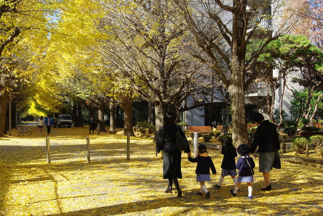 12月3日、7号館前。<br /><br />銀杏が散り始めて、裸になる木々もちらほら。