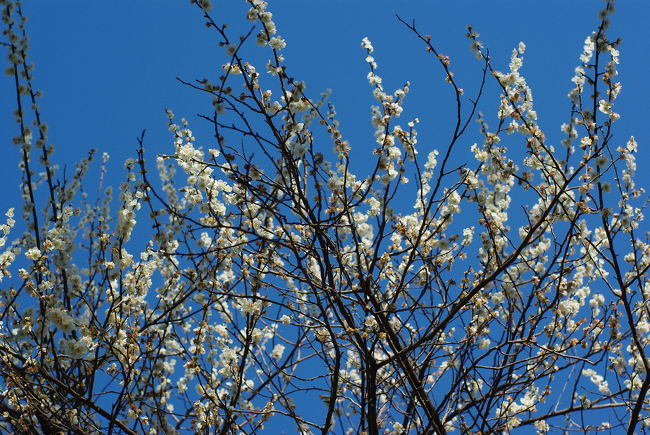 2月17日、101号館前。<br /><br />長かった冬学期も終わり、春休み！<br />誰もいなくなったキャンパスに揺れる梅の花。
