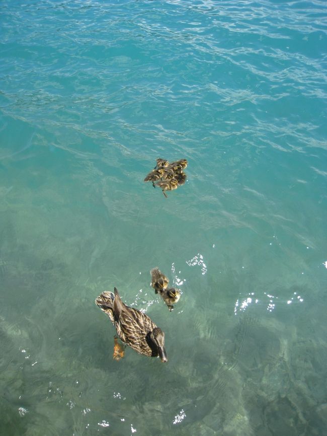 可愛いカモ親子ｗ