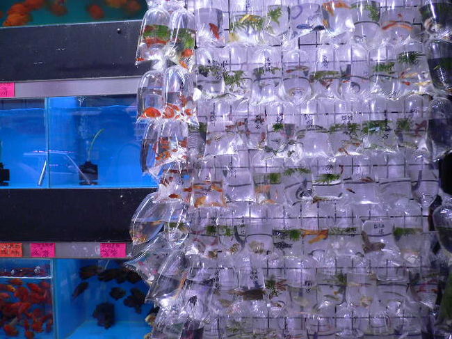 金魚街です。<br />見事に金魚がぶら下がっています。